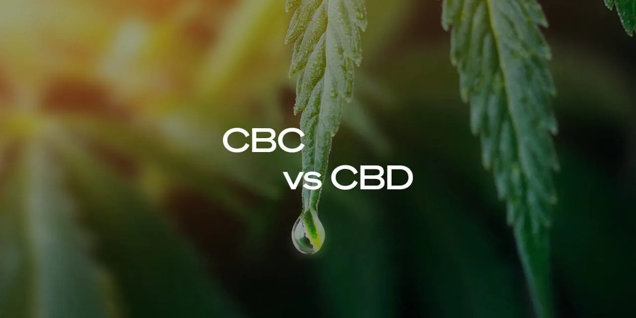 What Is CBC and How Is It Different From CBD?