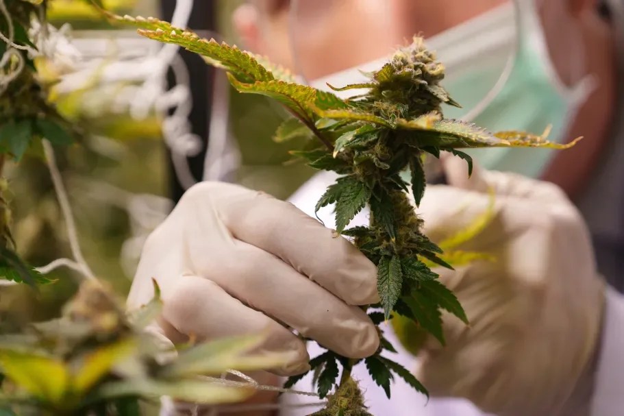 What Is CBC and How Is It Different From CBD?