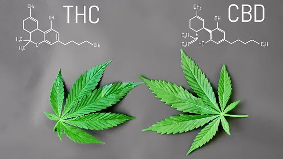 What Is THC and How Is It Different From CBD?