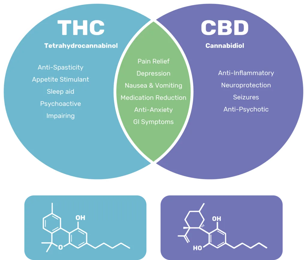 What Is THC and How Is It Different From CBD?