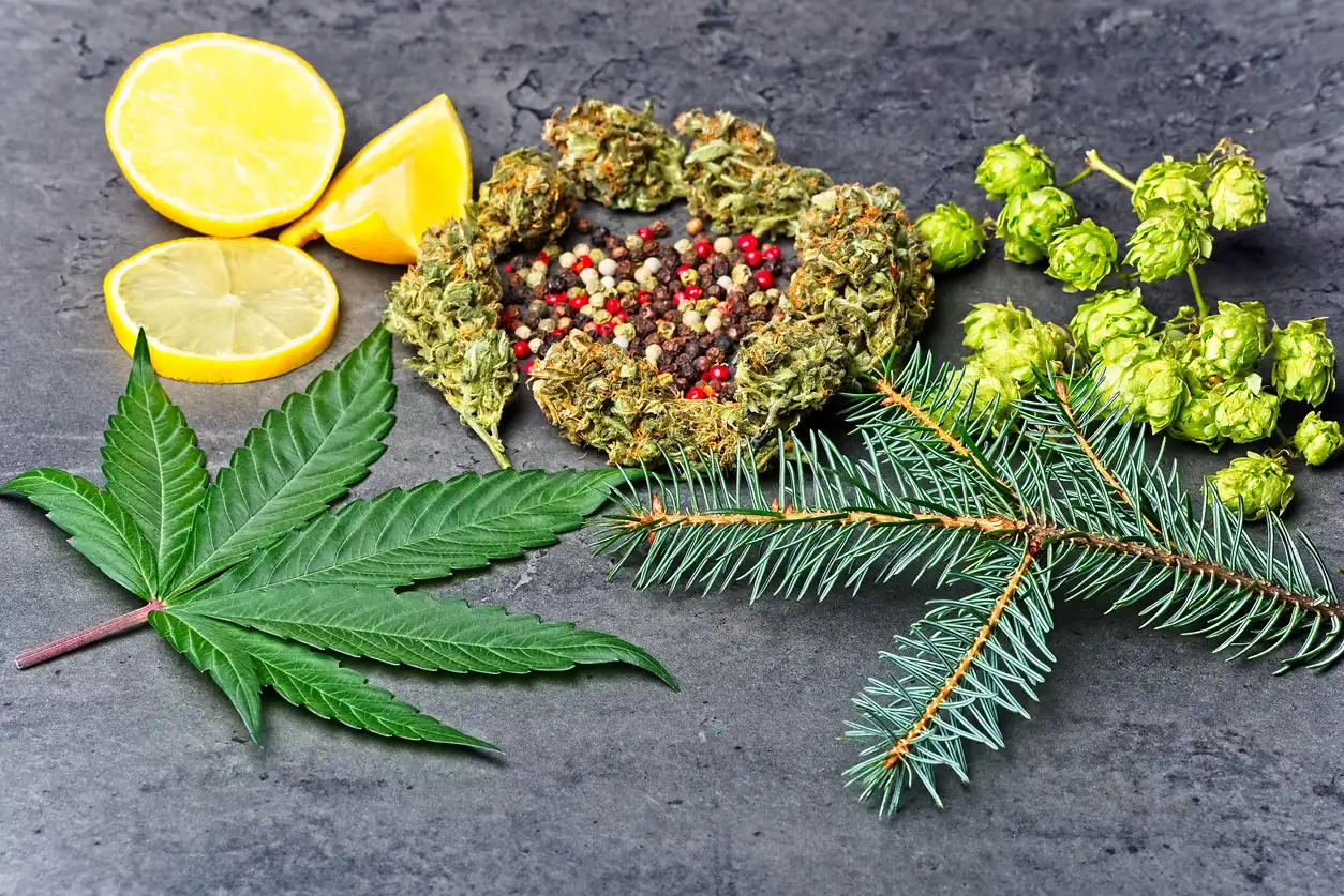 What Terpenes Do in CBD and Why They Matter When You Compare Products